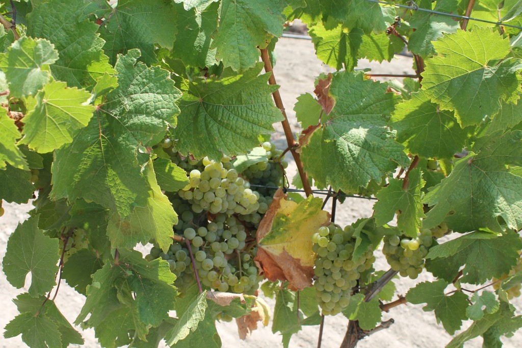 do you have to have a reservation to visit scribe winery do you have to have a reservation to visit scribe winery